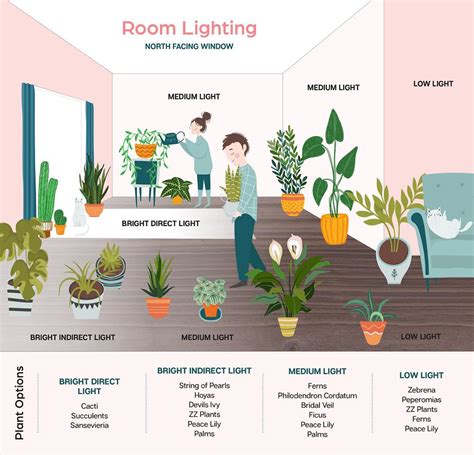 indoor plant lighting guide