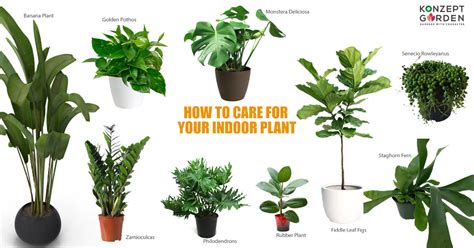 indoor plant types and care