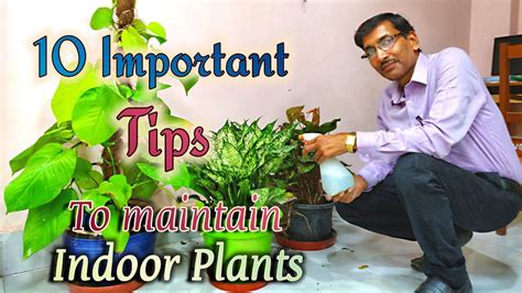 indoor plants care and maintenance