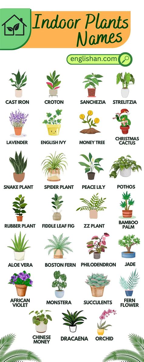 Indoor Plants Common Names