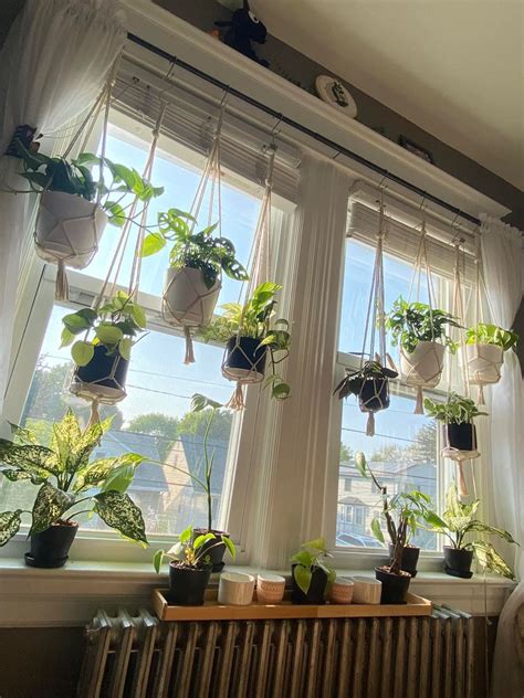 Indoor Plants For Windows