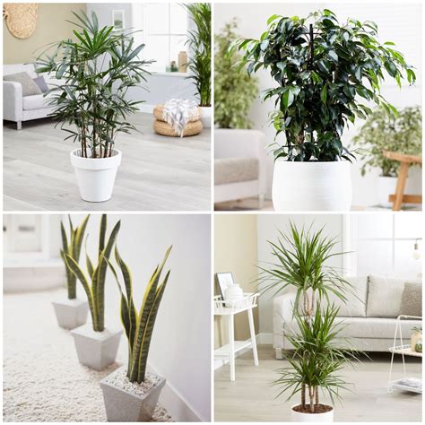 indoor plants low light clean air