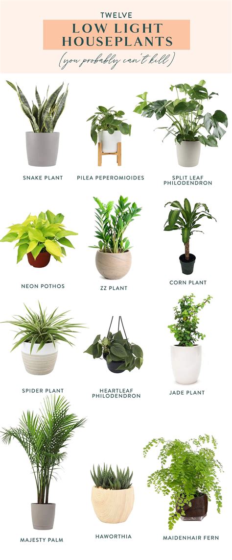 indoor plants low light list
