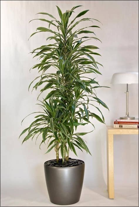 indoor plants low light tall