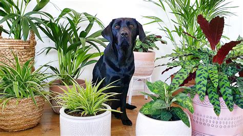 indoor plants safe for cats and dogs