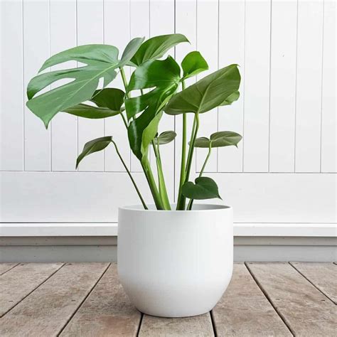 indoor plants that don't need direct sunlight