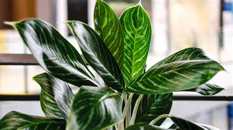10 Indoor Plants Safe For Dogs The Dogington Post