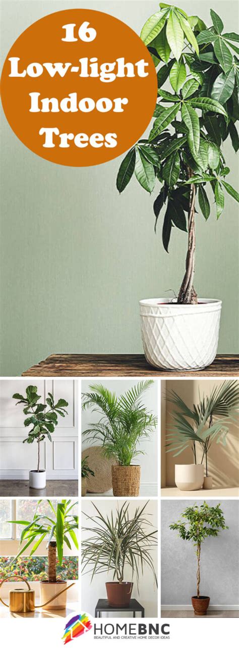 Indoor Trees That Require Low Light