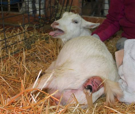inducing labor in goats
