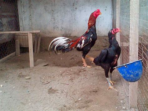 Indukan Ayam Bangkok Berkualitas Tinggi