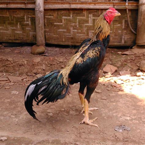 Indukan Ayam Bangkok yang Berkualitas di Indonesia