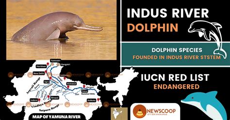 indus river dolphin iucn status