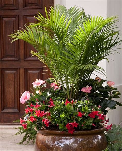 Inexpensive Palm Trees