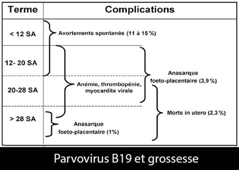 infection parvovirus b19 et grossesse