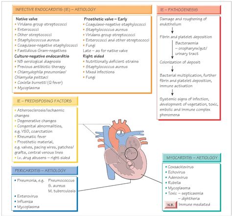 infective endocarditis vs acute pericarditis