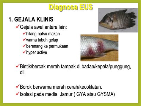 Infeksi Ikan