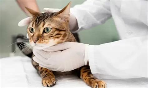 Infeksi Virus Pada Kucing