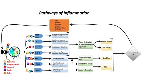 Inflammation or Inflammatory barrier of immune system Online Biology