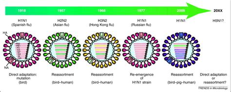 influenza a virus subtype h5n1