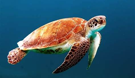 Les tortues de mer | Reptiles marins | Vie marine