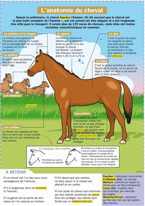 info sur les chevaux