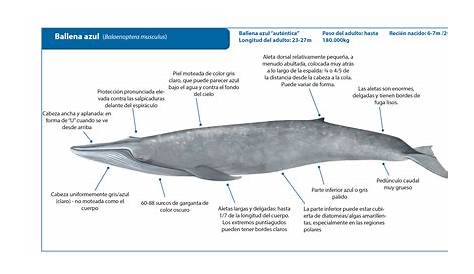 #InfografíaNTX | La ballena gris y jorobada, los visitantes marinos que son recibidos en las
