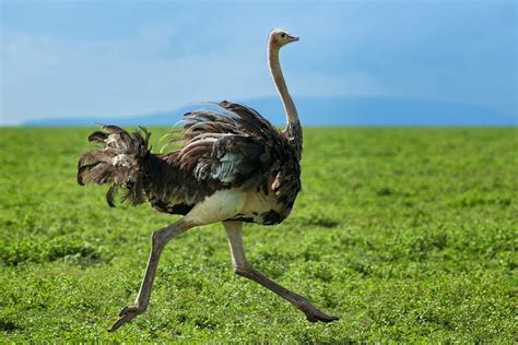 informacion sobre el avestruz