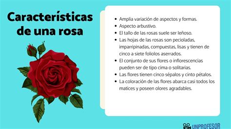 informacion sobre la rosa