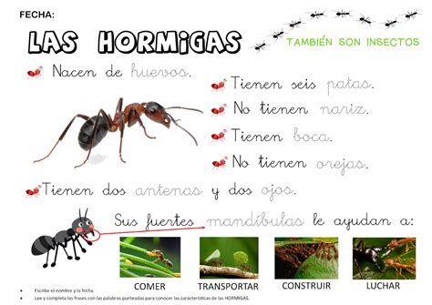 informacion sobre las hormigas