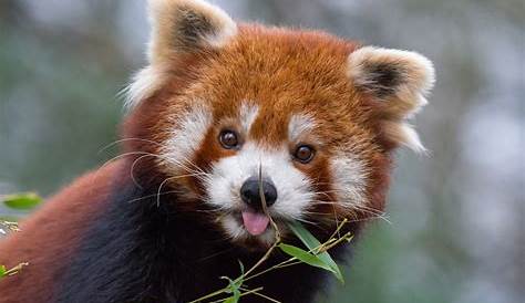 Panda bedreigde diersoort | WWF | Ontdek wat jij kan doen