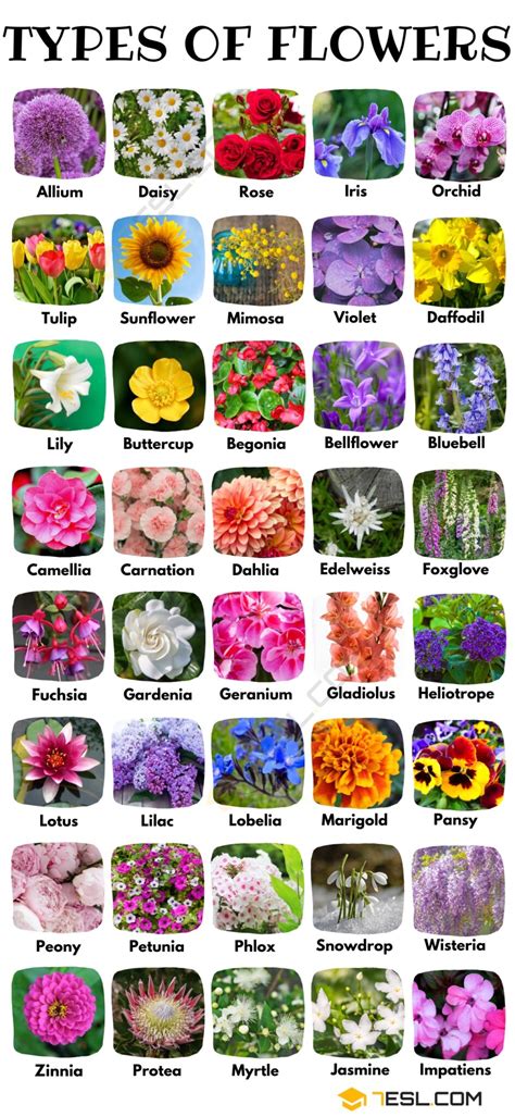 information about different types of flowers