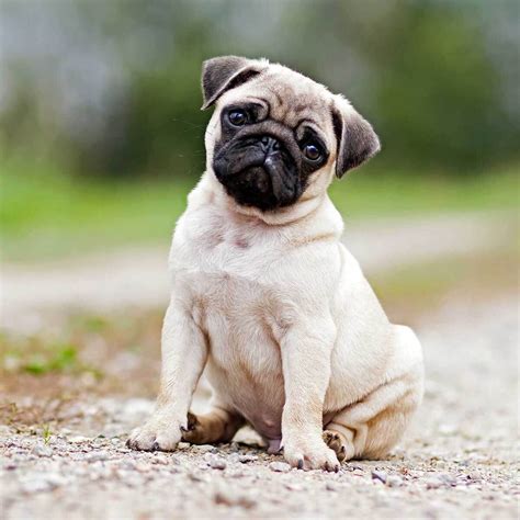 information about pug dogs
