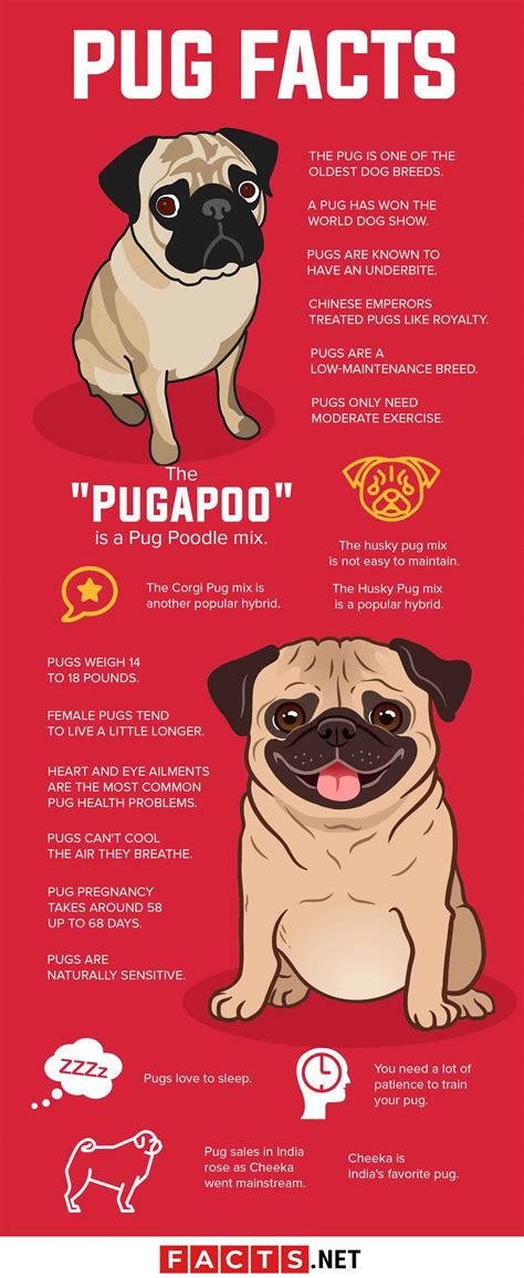 information about pugs for kids
