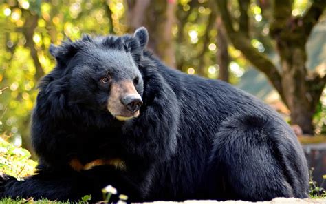 information about the black moon bear
