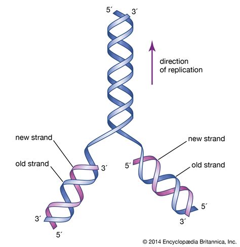 information about the strands