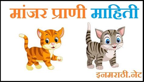 information on cat in marathi