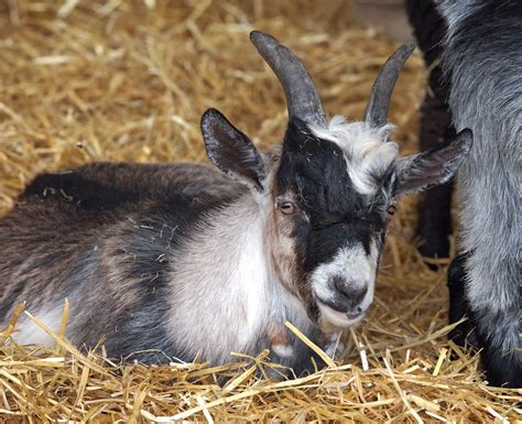 information on pygmy goats
