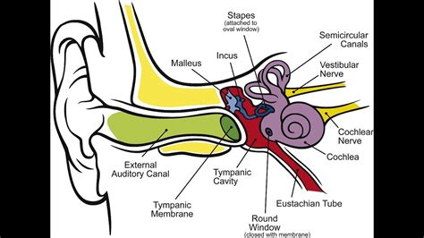 information on the ears