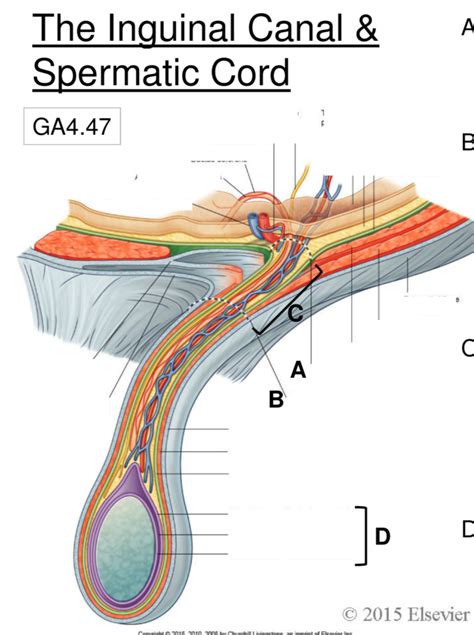 inguinal canal anatomy male