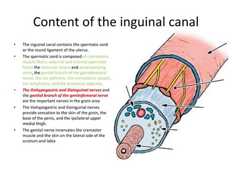 inguinal canal contents male