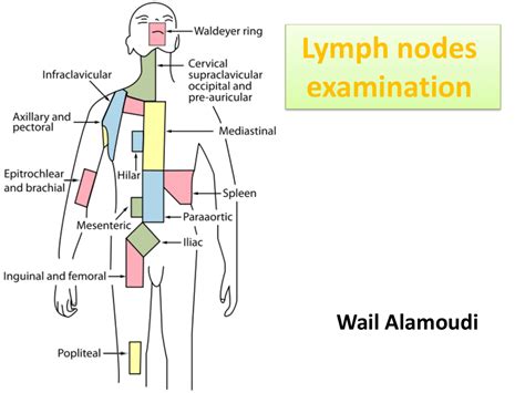 inguinal lymph node exam