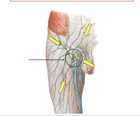 inguinal lymph nodes location