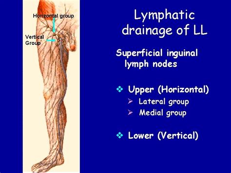 inguinal lymph nodes location female