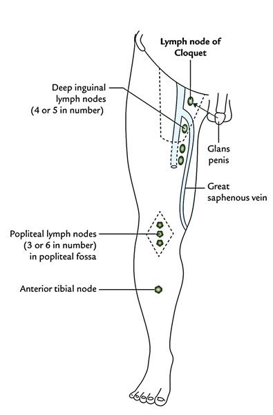 inguinal lymphatic system nodes