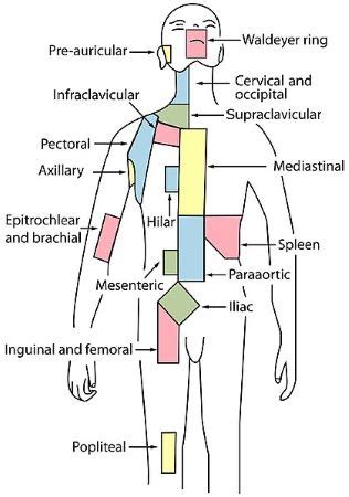 inguinal region of the body