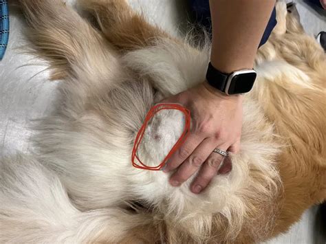 inguinal region on a dog