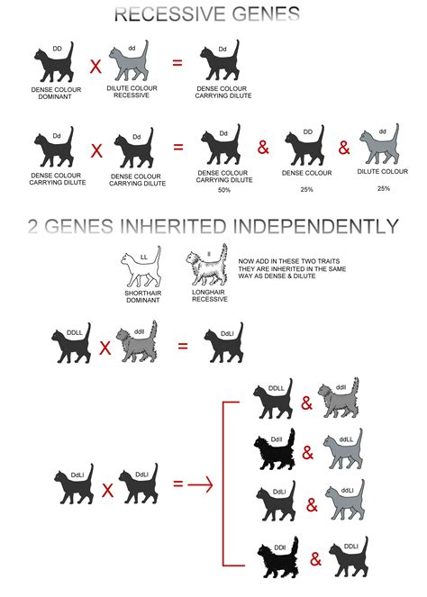 Inheritance Of Cats