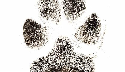 Ink Dog's Paw print Set illustration