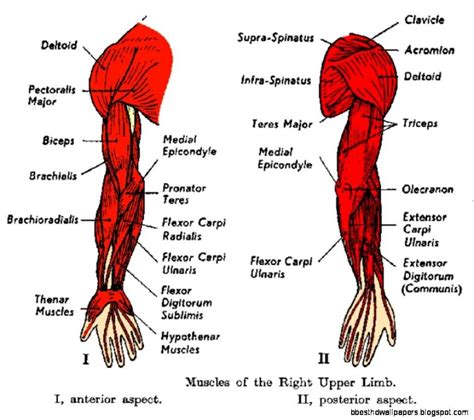 Inner Arm Diagram