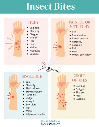 Identifying and Treating Insect Bite Rash Symptoms Effectively